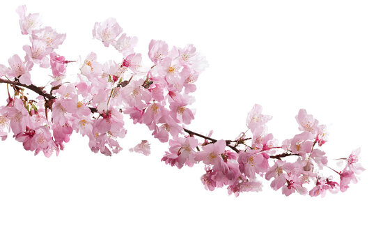 Pink Cherry Blossoms Isolated on White Transparent Background