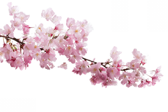 Pink Cherry Blossoms Isolated on White Transparent Background