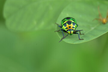 Vibrant macro of a metallic green jewel bug with black and yellow spots resting on a lush leaf. Beautiful insect in its natural habitat.