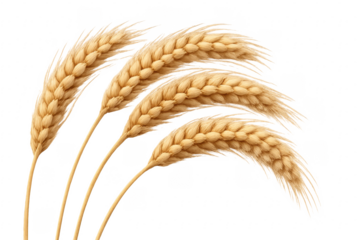 Four ears of wheat forming a radial composition on transparent background
