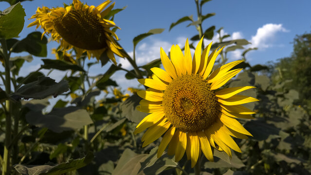 Close-up of a blooming sunflower in a sunny field under a clear blue sky. Perfect for themes of nature, agriculture, summer, sustainability, and organic farming.