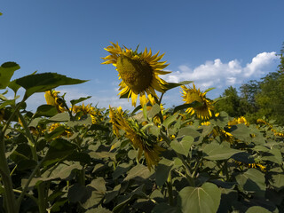 Close-up of a blooming sunflower in a sunny field under a clear blue sky. Perfect for themes of nature, agriculture, summer, sustainability, and organic farming.