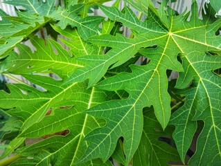 Green papaya leaves background