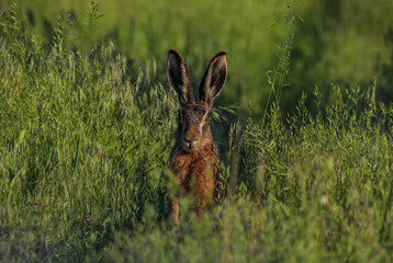 rabbit in the grass