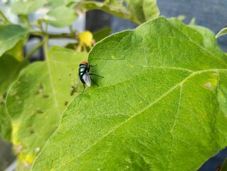 Housefly sitting on leaf