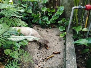 Cat hiding in the bush