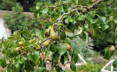 Branch of Pears ripening in early summer, Derbyshire England
