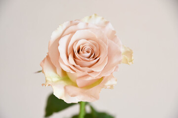 コーラルピンクのばら