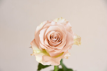 コーラルピンクのばら