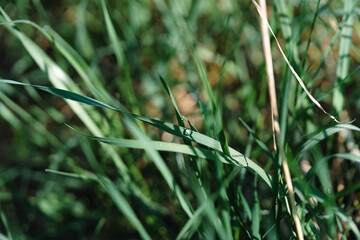 A dewdrop sparkles on a long blade of green grass, shimmering like a diamond. In the morning sunlight, it plays with light, like a hidden gem in the heart of nature.