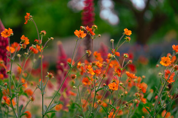 The variety of garden flowers always attracts bees and other insects. Nepali cinquefoil, with its bright orange petals, enchants with beauty and draws in pollinators with its colour and scent.