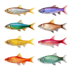 Colorful fish arranged in a grid
