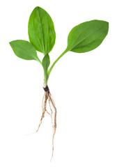 Medicinal plant plantain isolated on white background.