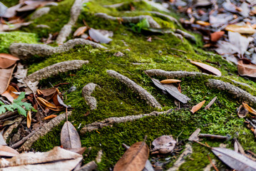 Green Moss on Forest Ground with Fallen Leaves
