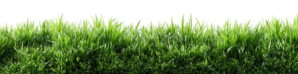 Obraz premium Lush green grass field (6)