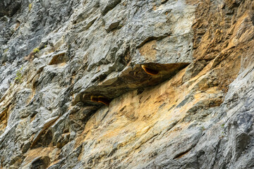 View of large honeycomb or beehives perched on beautiful rock cliff cave with worker bees perched on nest in forest. Honeybee swarm hanging on cliff in forest. Large Honeycomb nest on the rocks.