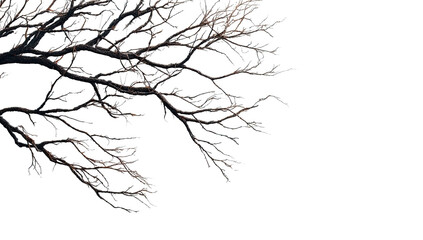 Detailed close-up of a tree branch, heavily iced or frosted.