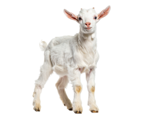 Young Goat Standing Upright on Hind Legs Reaching for Leaves, Front Angle, Isolated PNG