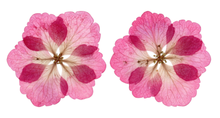 Two symmetrical, close-up, flat-lay images of delicate pink flowers, showcasing intricate petal patterns