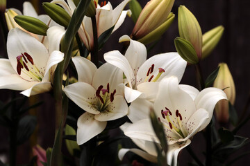 Obraz premium A luxurious bouquet of white lilies, among which there are still unopened buds
