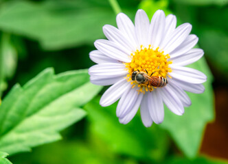 Insects macro taken is on the white flowers