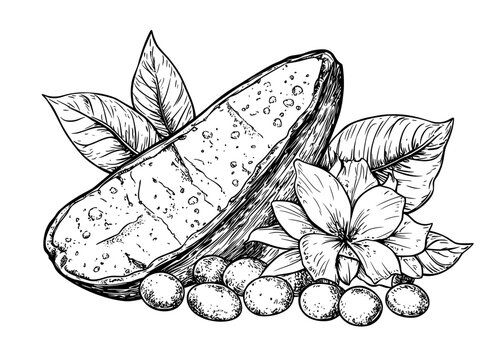 Isolated wild garlic is depicted in a modern set of black and white graphic sketches