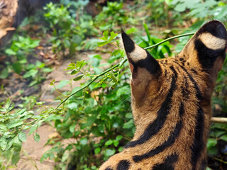back view of Leptailurus serval's head with black ears in the zoo