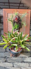 flowers airplant and bromeliad in a pot