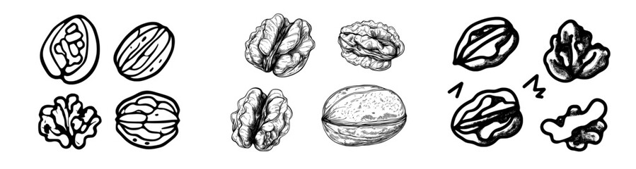 Fototapeta premium A hand-drawn walnut is depicted in a doodle style, representing a modern illustration