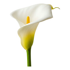 single white calla lily flower in vertical orientation on clean white background