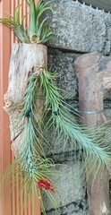 christmas tree decoration with airplant