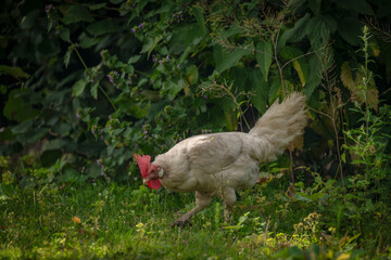 Hens in green grass in hot sunny summer day