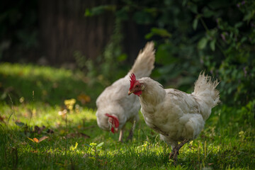 Hens in green grass in hot sunny summer day