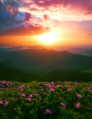 blooming red pink rhododendrons flowers in the mountains, Carpathian mountains, border Ukraine -...