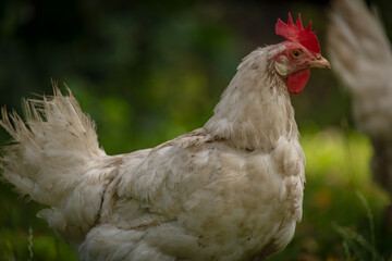 Hens in green grass in hot sunny summer day