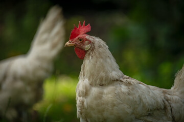 Hens in green grass in hot sunny summer day
