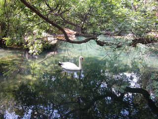 Lonely White Swan Swimming in Turquoise Pond