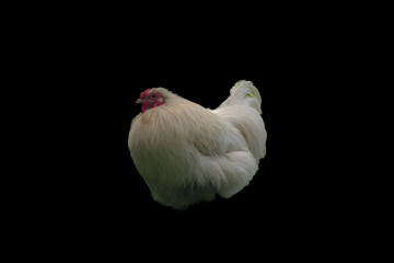 Hen isolated in green grass in hot sunny summer day