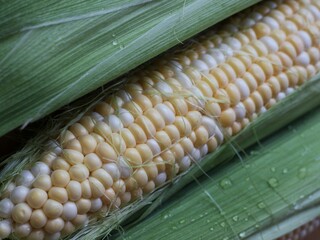 Organic corn closeap, water drops on fresh husk, ideal for healthy food themes.