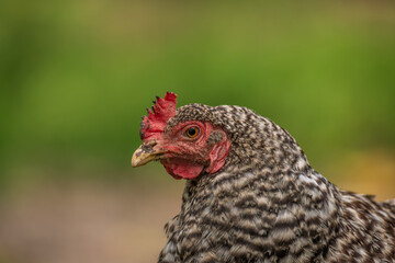 Hens in green grass in hot sunny summer day