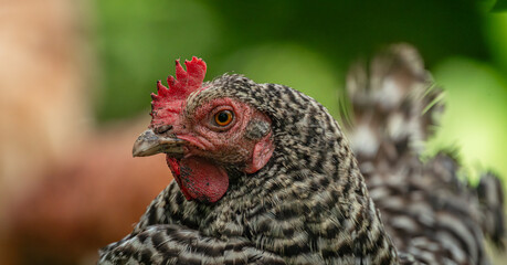 Hens in green grass in hot sunny summer day