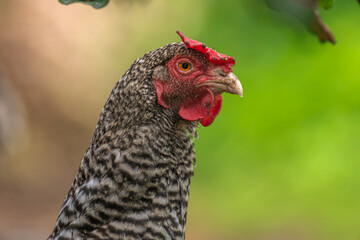 Hens in green grass in hot sunny summer day