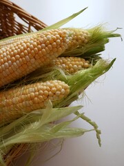 Fresh corn on the cob with husks partially peeled, close-up shot on light background.