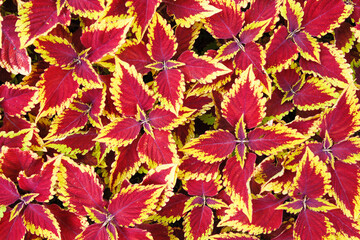 Solenostemon scutellarioides Buntnessel
