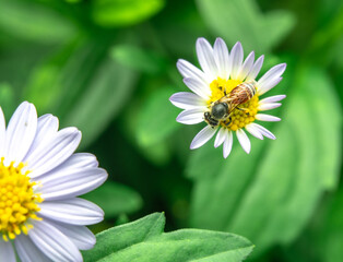 Insects macro taken is on the white flowers