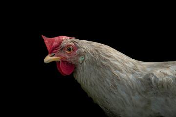 Hens in green grass in hot sunny summer day