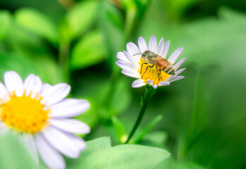 Insects macro taken is on the white flowers
