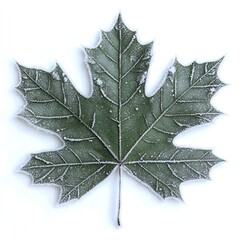 Fototapeta premium A single green maple leaf covered in frost isolated on a white background in close up view