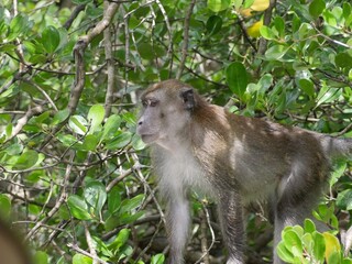 Monkey_1