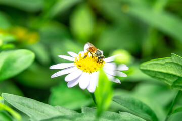 Insects macro taken is on the white flowers